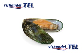 green shell mosselen.jpg